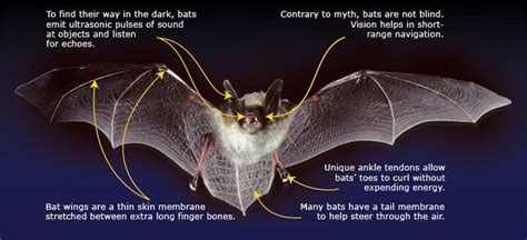 Adaptations Of A Bat