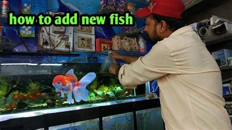 Tips on Adding Fish