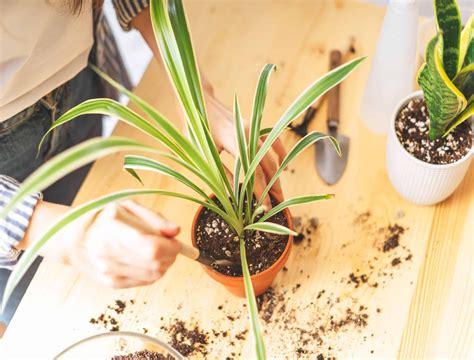 How to Grow and Care for Spider Plants Great Gardeners Tips
