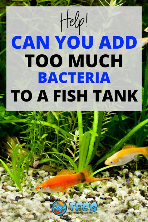 Adding Bacteria To Fish Tank