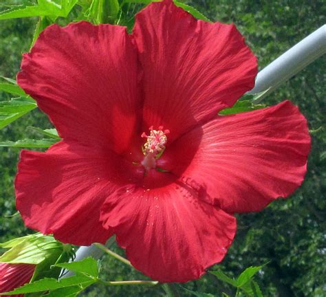 Adding Lord Baltimore Hibiscus Flowers to Floral Arrangements