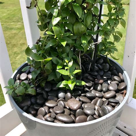 Adding Pebbles To Potted Plants
