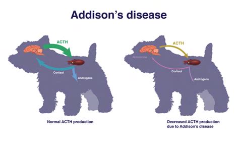 Addison Disease In Dogs Treatment Cost Captions Pages