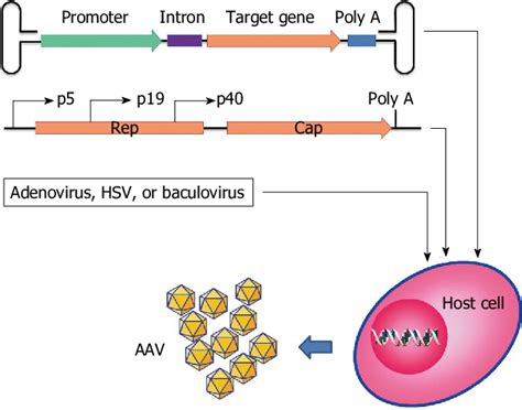 adeno associated virus production