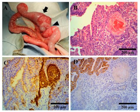 adenocarcinoma of colon in dogs