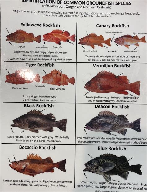 Adfg Rockfish Identification