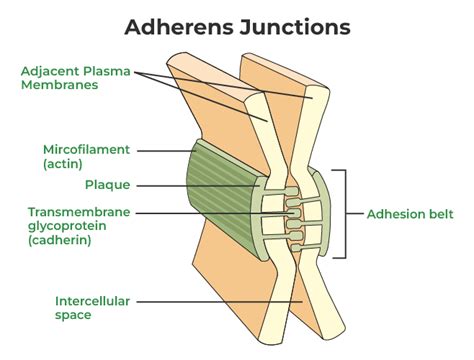 Adherens Junction Brain