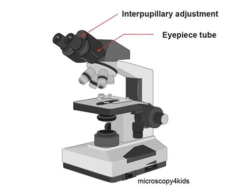 Adjustment Screw Of Compound Microscope