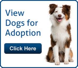 adopt a dog palm beach county