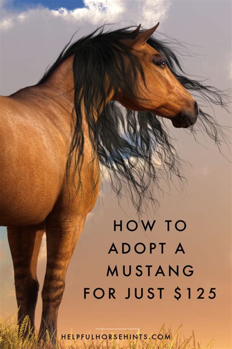 adopt a mustang online