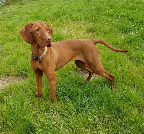 adopt a vizsla dog