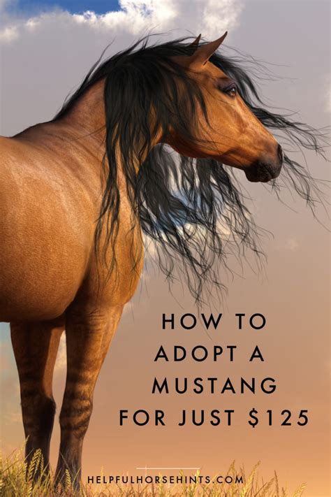 adopt a wild mustang program