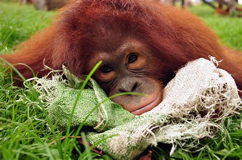 adopt an orangutan borneo