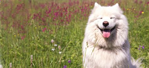 adopt samoyed dog