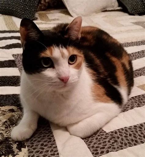 adoptable calico cats near me