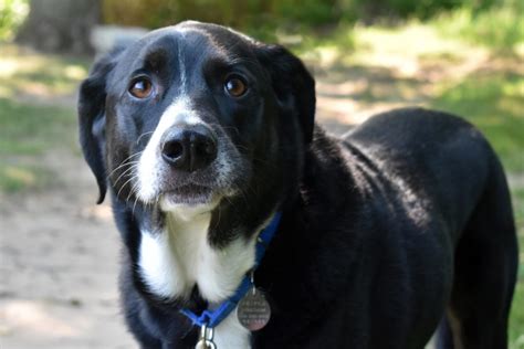 adoptable dogs in new hampshire