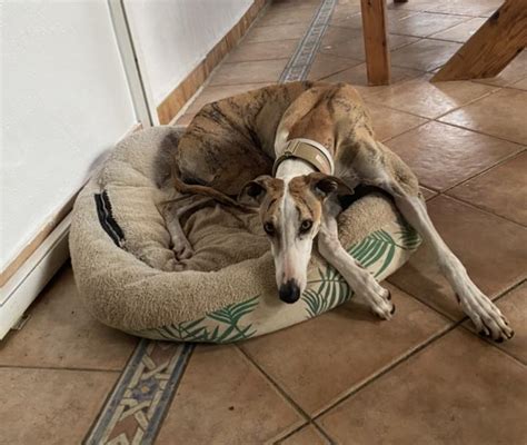 Adopting A Galgo: All You Need To Know
