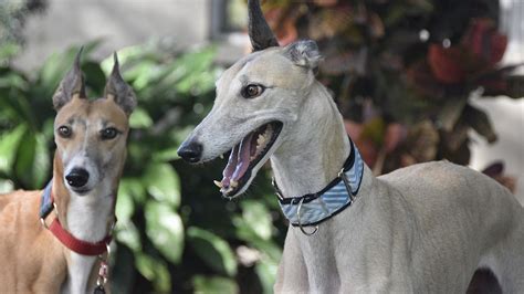 Adopting A Greyhound: All You Need To Know