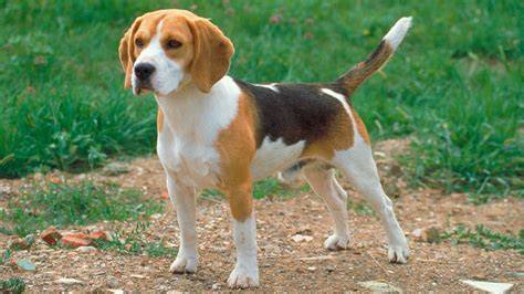 40 BEAGLES EN ADOPCIÓN! URGENTE CATALUÑA! CANIJOS EN ADOPCION