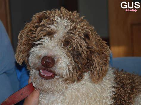 Llorona perro adopción Perro de agua español Perrera de los Barrios