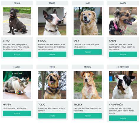 Adorables Cachorros De Caniche En Adopción Mercado Libre