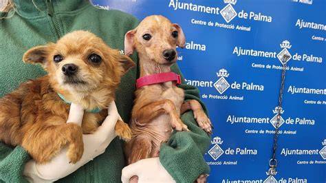 Perro abuelo adoptado en perrera Mallorca MastínEspañol YouTube