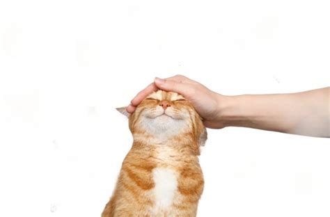 Adoption Process At Petsmart