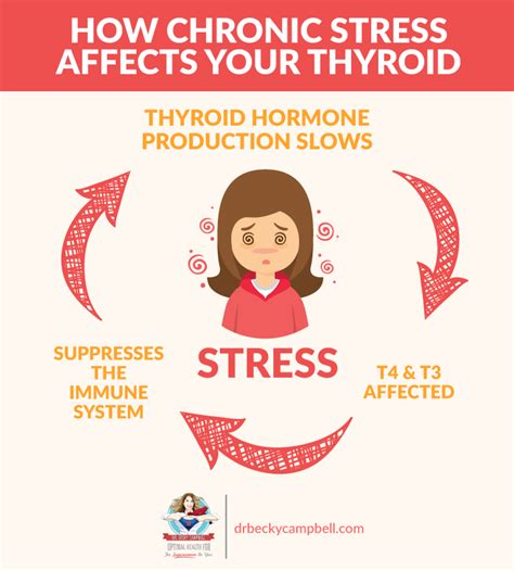 adrenal and thyroid stress