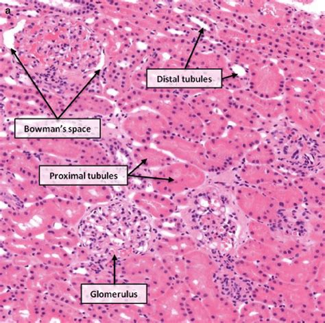 adrenal cortex under microscope