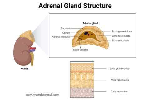 Adrenal Cortex Vs Extract