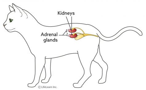 adrenal gland cancer in cats