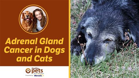 adrenal gland cancer in dogs treatment
