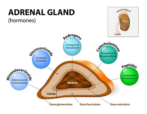 adrenal gland disorders