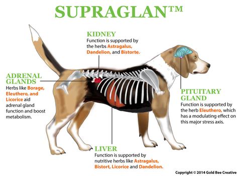 adrenal gland function in dogs