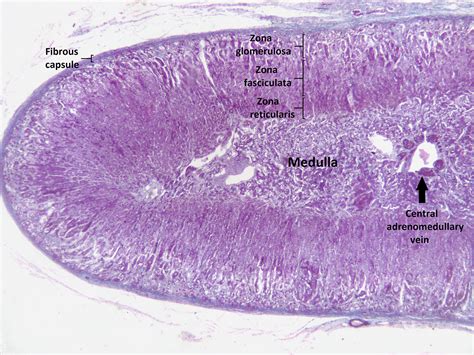 adrenal gland histology labeled