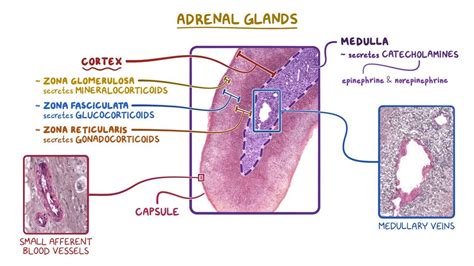 adrenal gland histology quiz