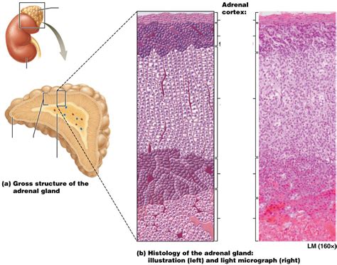 adrenal gland histology structure