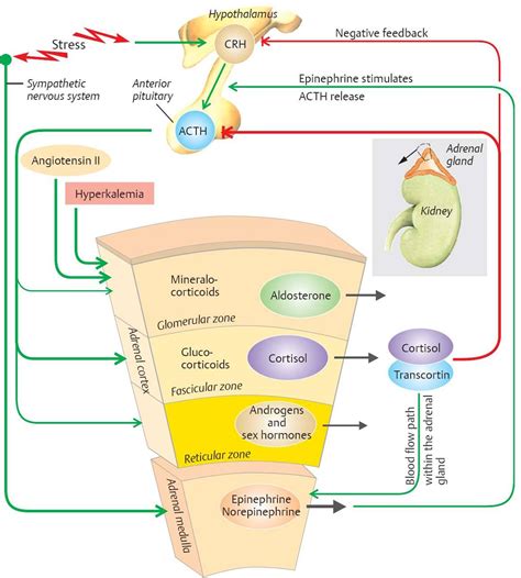 adrenal gland hormones list