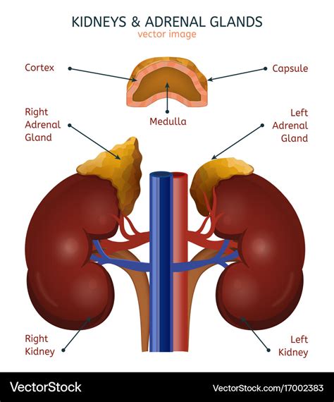 adrenal gland labeled diagram