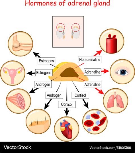 adrenal gland layers and hormones