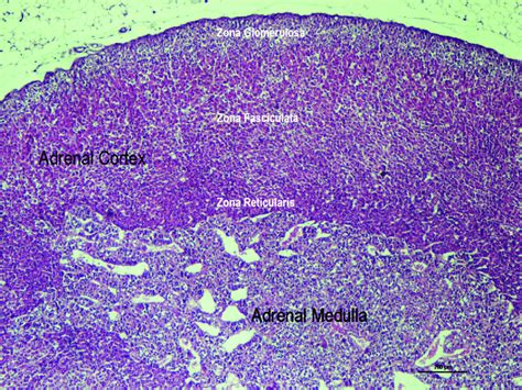 adrenal gland microscope labeled