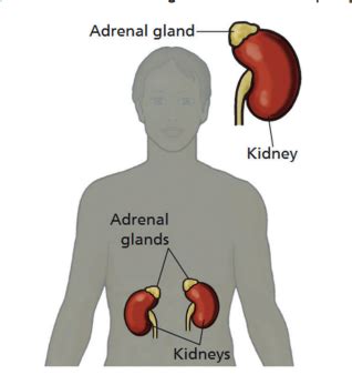 adrenal gland removal life expectancy