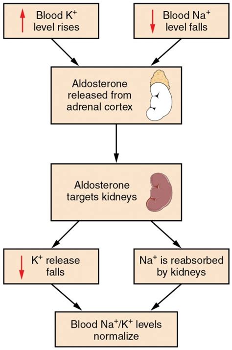 adrenal insufficiency electrolyte changes
