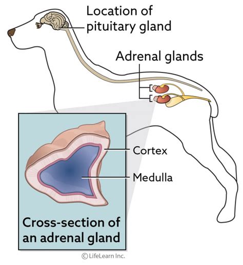 adrenal tumours in dogs