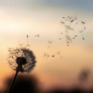 adrian telegram recent obituaries