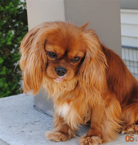 adult cavalier king charles spaniel for sale