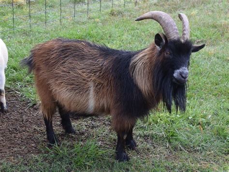 adult male pygmy goat