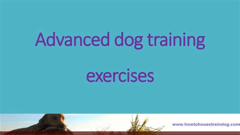 advanced dog training exercises
