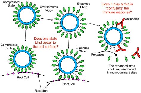 advances in norovirus biology