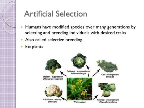 Advantages Of Artificial Selection